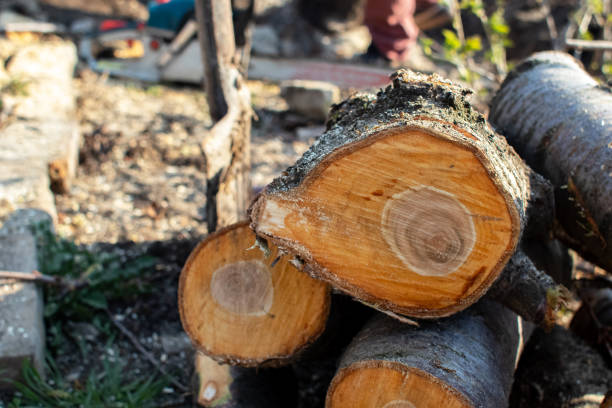 How Our Tree Care Process Works  in  East Hazel Crest, IL