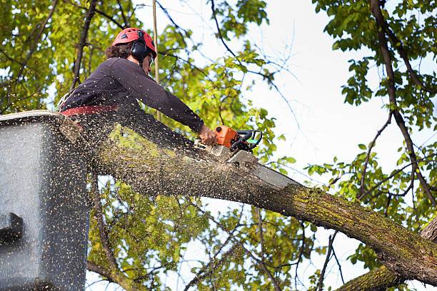 Best Tree Disease Treatment  in East Hazel Crest, IL